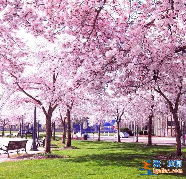 2019年大阪賞櫻去哪好，2019年大阪賞櫻地點推薦，2019年大阪賞櫻攻略？