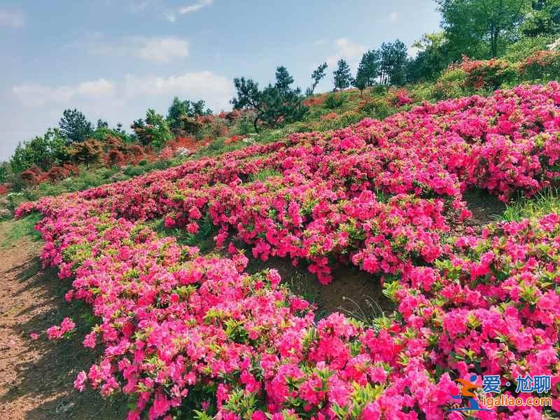 桂林賞花好去處，桂林有哪些賞花的地方，桂林賞花攻略？