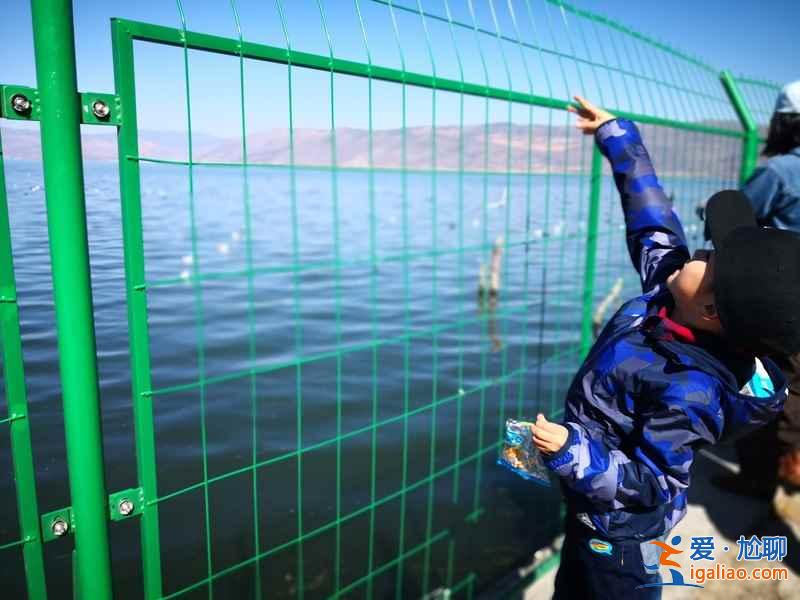 大理洱海在哪看海鷗，大理洱海看海鷗最佳位置，幾月份去大理洱海能看到海鷗？
