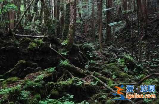 日本人死也不給人添麻煩,自殺都去一個地方? 日本人死也不給人添麻煩,自殺都去一個地方?