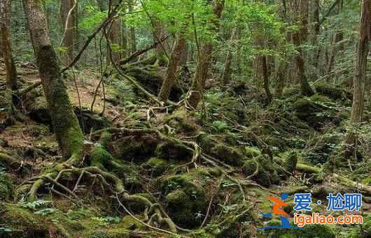 日本人死也不給人添麻煩,自殺都去一個地方? 日本人死也不給人添麻煩,自殺都去一個地方?