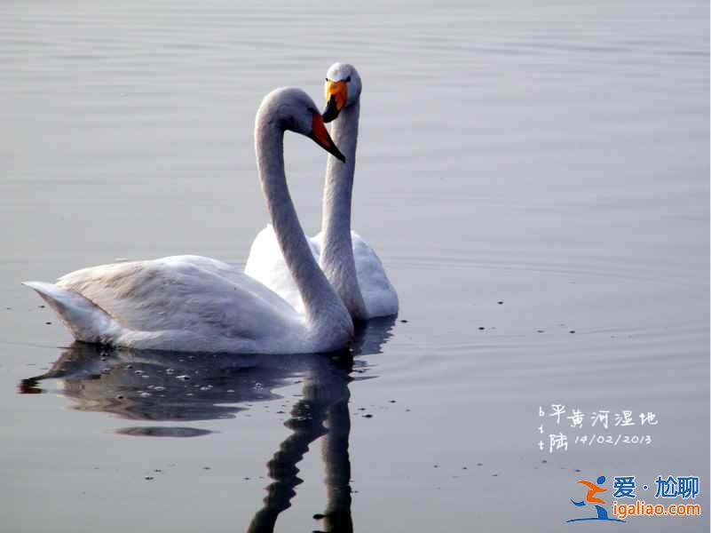 冬季不孤單：一起去三門峽看白天鵝？