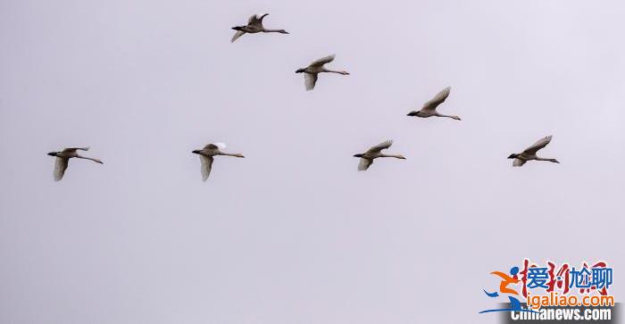 今日大雪丨仲冬之月 順意平安？