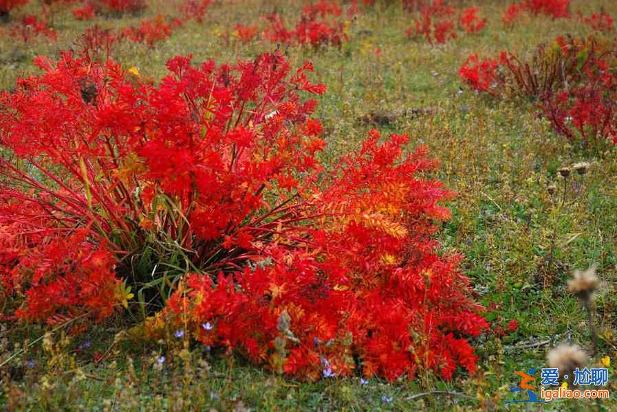 依拉草原的秋天，狼毒花開紅艷艷！？