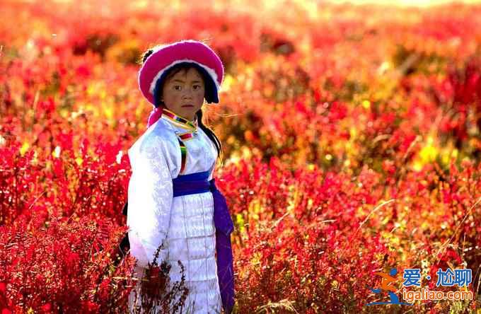 依拉草原的秋天，狼毒花開紅艷艷！？