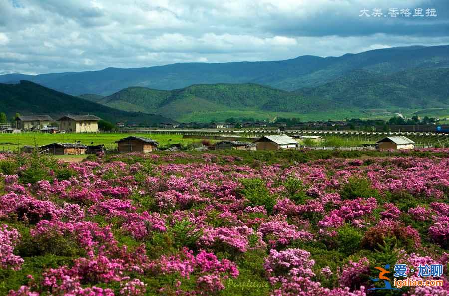 什么時(shí)候去香格里拉最好，幾月去香格里拉最好？