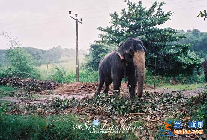 斯里蘭卡是哪個國家，斯里蘭卡在哪里？