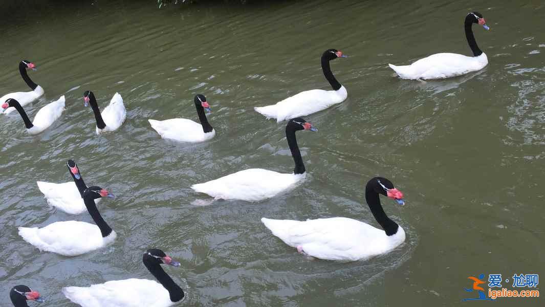 長隆飛鳥樂園好玩嗎,長隆飛鳥樂園值得去嗎,長隆飛鳥樂園游玩攻略? 長隆飛鳥樂園好玩嗎,長隆飛鳥樂園值得去嗎,長隆飛鳥樂園游玩攻略?