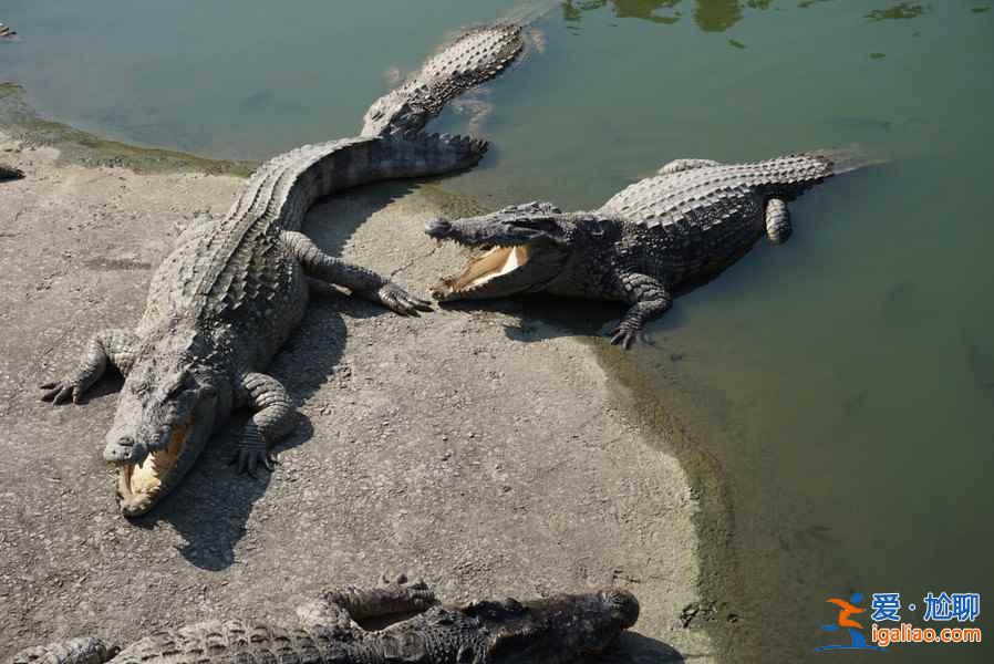 長隆飛鳥樂園好玩嗎,長隆飛鳥樂園值得去嗎,長隆飛鳥樂園游玩攻略? 長隆飛鳥樂園好玩嗎,長隆飛鳥樂園值得去嗎,長隆飛鳥樂園游玩攻略?