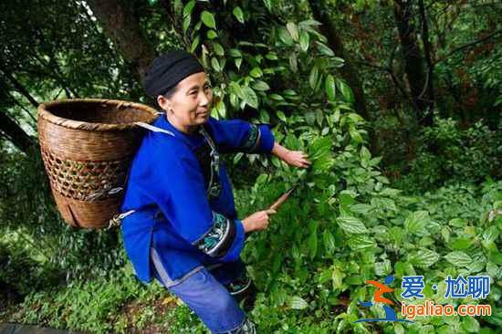 不能錯過的張家界魔幻奇景:重返《阿凡達》的搖籃? 不能錯過的張家界魔幻奇景:重返《阿凡達》的搖籃?