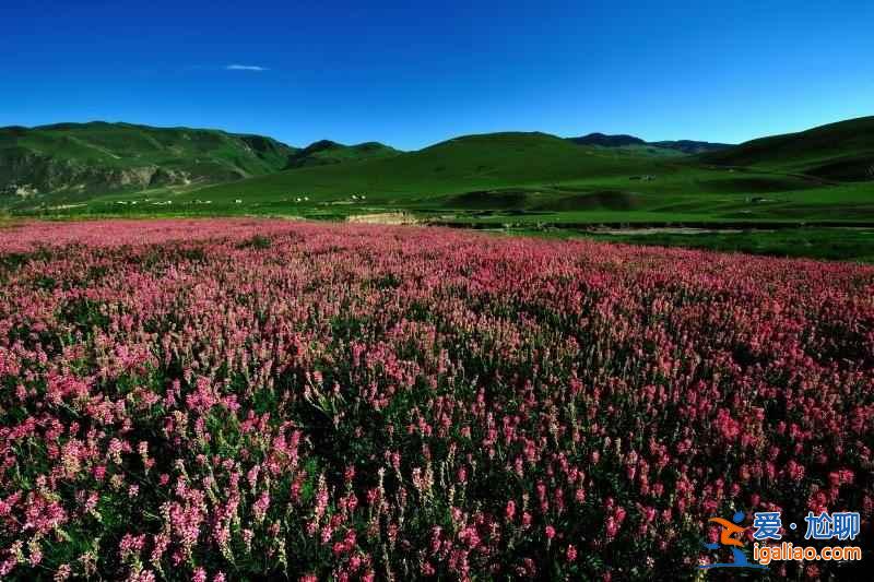 【草原自駕游】太陽舍不得下山的伊犁草原？