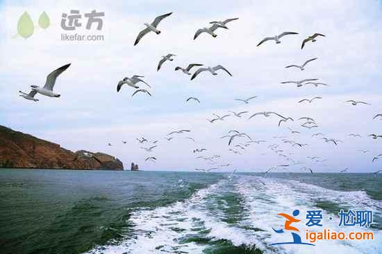 【山東長島自助游】到長島與萬只海鷗成為朋友？