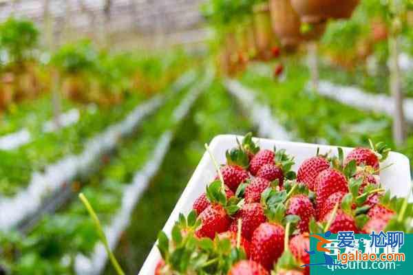 福州哪里采摘草莓比較好 福州草莓采摘園推薦？