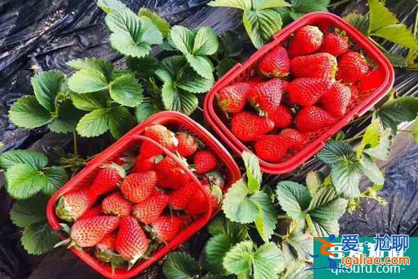 福州哪里采摘草莓比較好 福州草莓采摘園推薦？