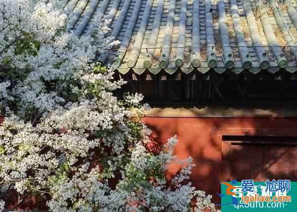 北京戒臺寺景區取消2021年跨年敲鐘祈福活動公告？