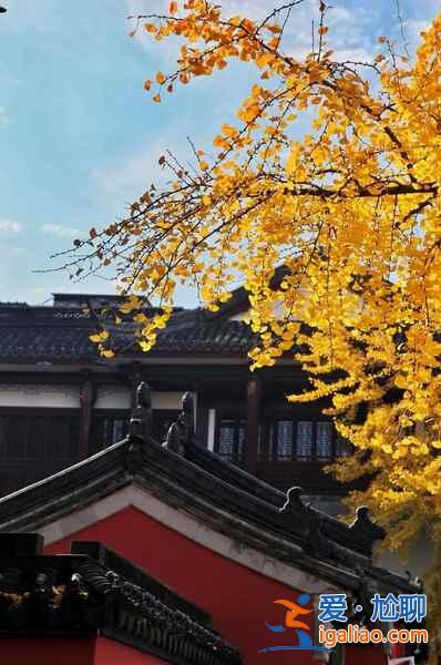 南京賞秋哪里好，南京賞秋好去處，南京賞秋攻略？
