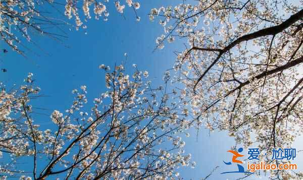 【魯迅公園改造后重開園】上海魯迅公園門票、地址、開放時間、附近酒店? 【魯迅公園改造后重開園】上海魯迅公園門票、地址、開放時間、附近酒店?