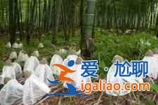 竹蓀的做法？