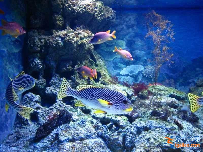 【上海海洋水族館門票】上海海洋水族館門票多少錢，上海海洋水族館門票價格？
