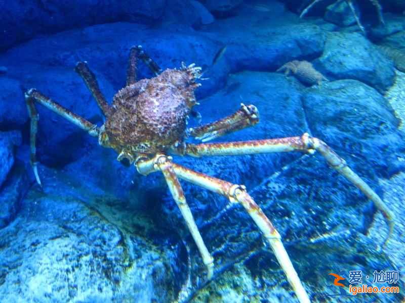 【上海海洋水族館門票】上海海洋水族館門票多少錢，上海海洋水族館門票價格？