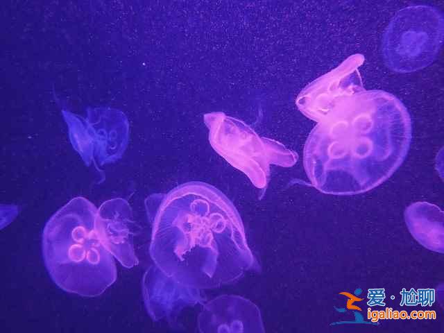 【上海海洋水族館門票】上海海洋水族館門票多少錢，上海海洋水族館門票價格？