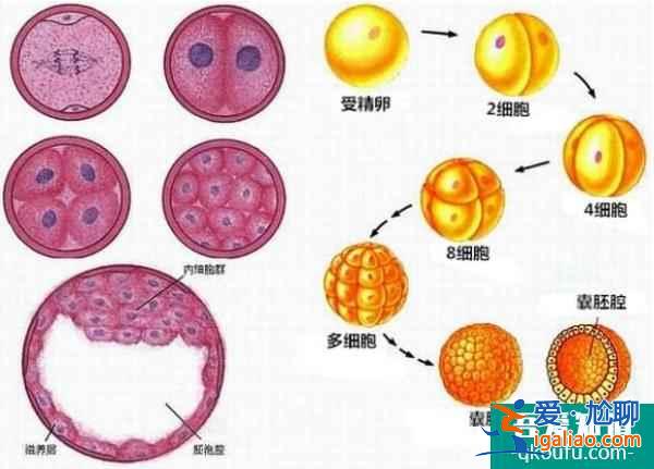 客觀看待中美試管嬰兒差異，四點優劣勢分析？