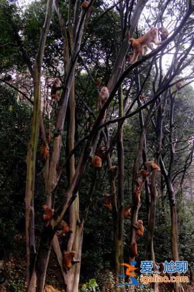 河南花500萬(wàn)為獼猴在水庫(kù)兩岸建橋，將于10月竣工？
