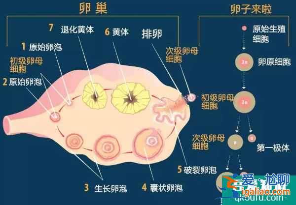 去做試管嬰兒助大齡女性實現生育夢？