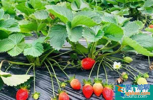福州哪里有摘草莓的地方 去摘草莓多少錢一斤？