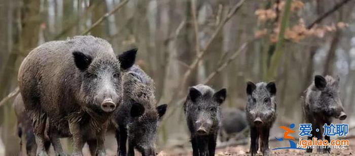 捕獵野豬一頭獎勵2500元？當地回應不能下毒用槍 多地“野豬獵人”賠本？