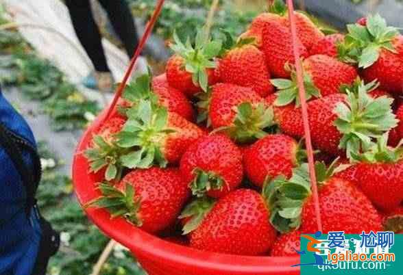 福州哪里有摘草莓的地方 去摘草莓多少錢一斤？