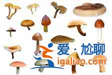蘑菇湯？