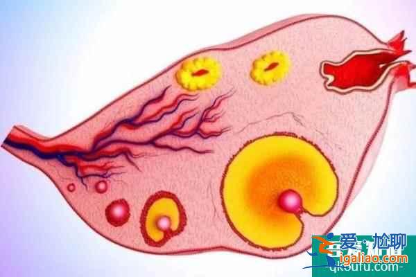 什么情況下赴美做試管嬰兒成功率會高？？