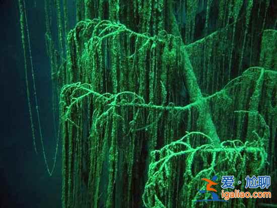 【卡因德湖美景】揭秘卡因德湖底森林奇觀？