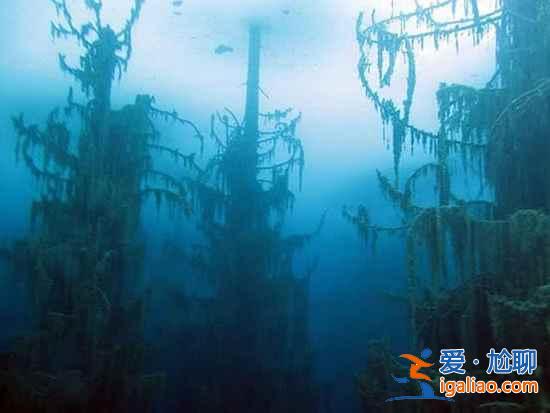 【卡因德湖美景】揭秘卡因德湖底森林奇觀？