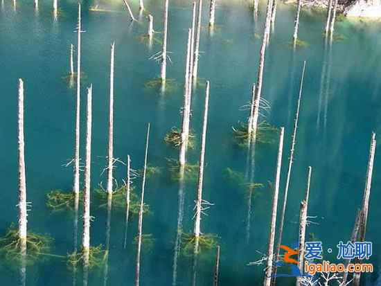【卡因德湖美景】揭秘卡因德湖底森林奇觀？