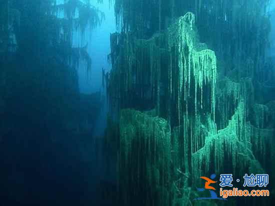 【卡因德湖美景】揭秘卡因德湖底森林奇觀？