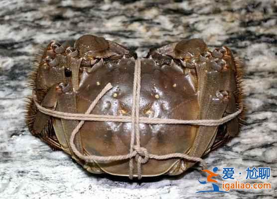 陽澄湖大閘蟹什么時候上市？陽澄湖大閘蟹多少錢一斤？