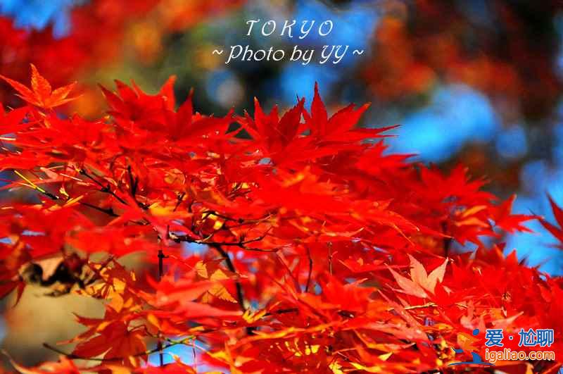 東京最佳旅游季節(jié),去東京旅游最佳時間? 東京最佳旅游季節(jié),去東京旅游最佳時間?