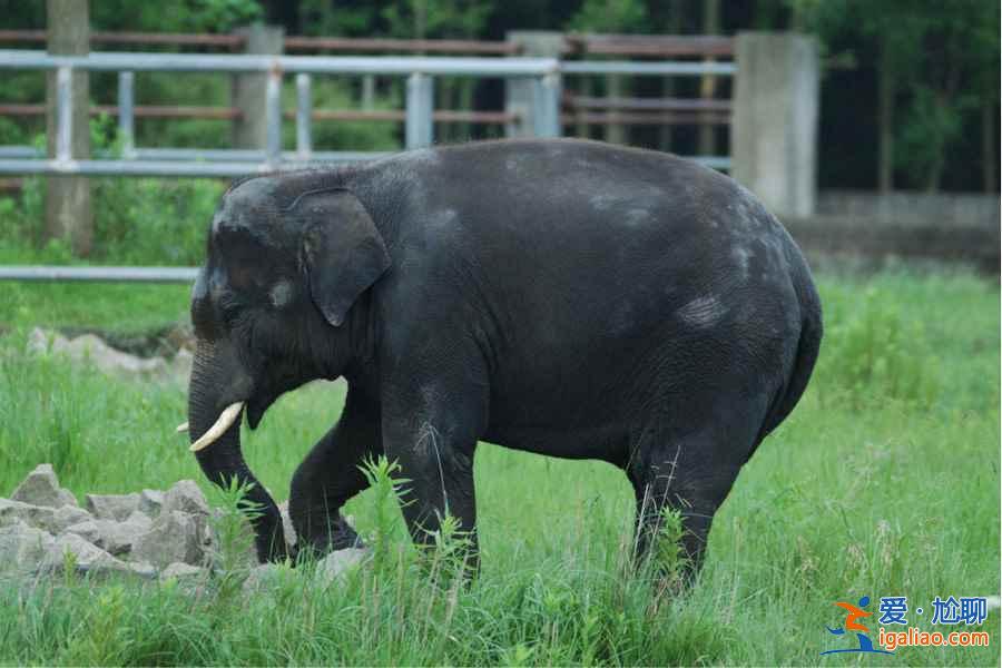 【門票】上海野生動物園門票多少錢，上海野生動物園門票+地址+交通指南？