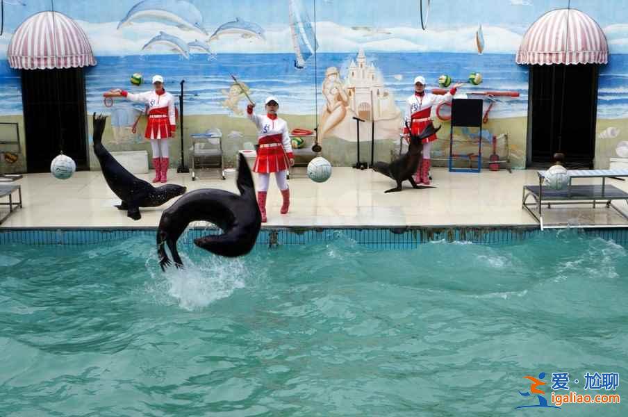 【門票】上海野生動物園門票多少錢，上海野生動物園門票+地址+交通指南？