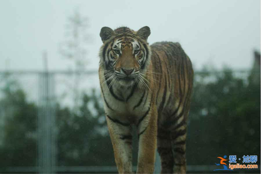 【門票】上海野生動物園門票多少錢，上海野生動物園門票+地址+交通指南？