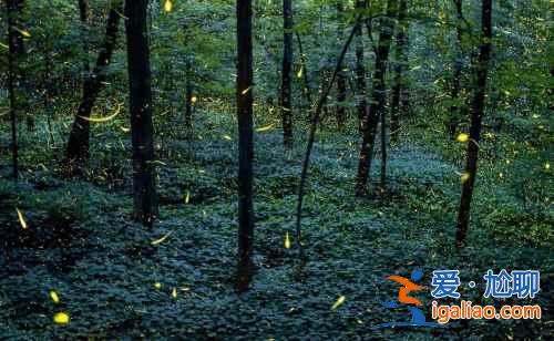 【中國哪里有螢火蟲】國內觀賞螢火蟲的那些地兒? 【中國哪里有螢火蟲】國內觀賞螢火蟲的那些地兒?