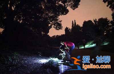 【中國哪里有螢火蟲】國內觀賞螢火蟲的那些地兒? 【中國哪里有螢火蟲】國內觀賞螢火蟲的那些地兒?