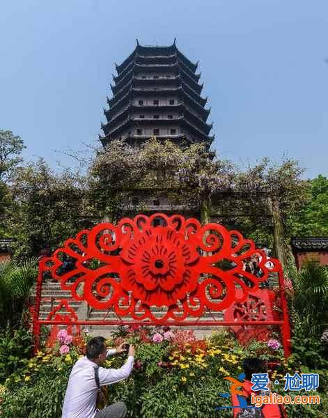 【六和塔重新開放】牡丹盛開喜迎客？