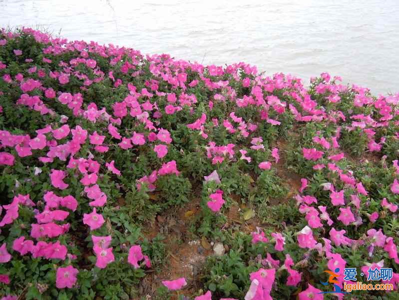 東莞植物園門票,東莞植物園好玩嗎? 東莞植物園門票,東莞植物園好玩嗎?