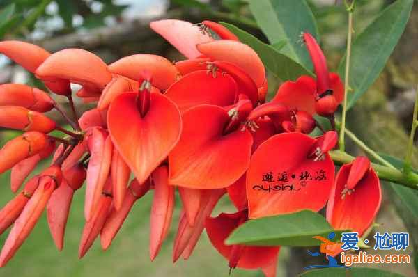 中國也有白沙灘，原來可以這么美？