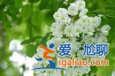 槐花餅的做法？