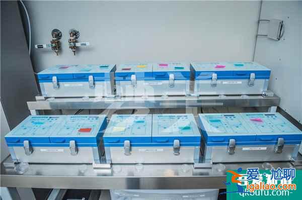 試管嬰兒：囊胚培育成功與否的關鍵是什么？？