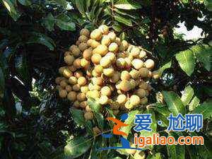 去廈門買什么，去廈門買什么好，廈門特產有哪些？